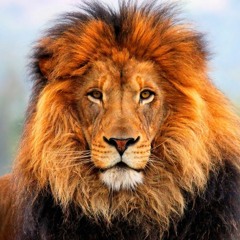 Charlie's Mixtape Part III Tigers, Lions & Bears