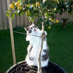 sufleshik