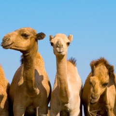 camels on acid