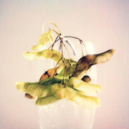 Somfay - Applecore