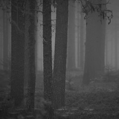 Distant Traffic In The Misty Finnish Forrest