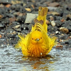 ~ Mystiq~ ;) “Birds were created to record everything. They were not designed just to be...