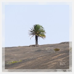 Old Palm Trees Never Die