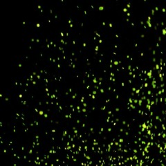 Fireflies