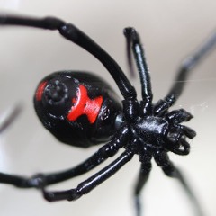 Black Widow (Extended)