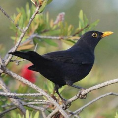 Blackbird - The Beatles (cover)