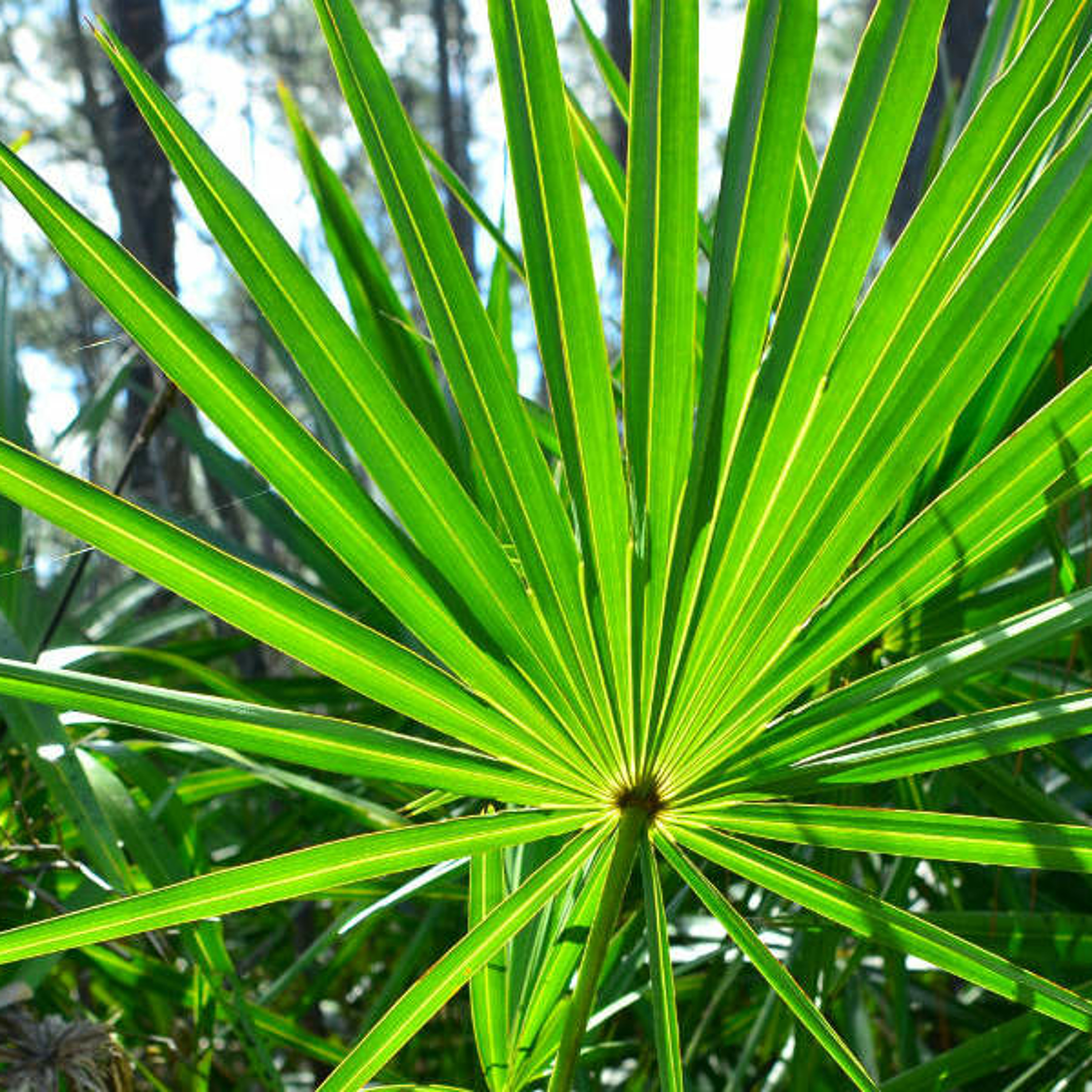Saw Palmetto Extract Kills Cancer episode artwork