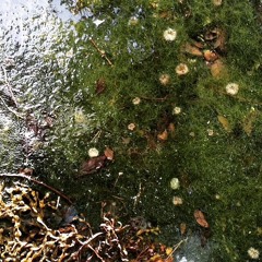 The Final HoooH'Graa!