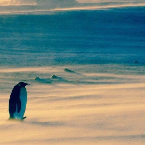 Vabu @ Südpol  29-09-17