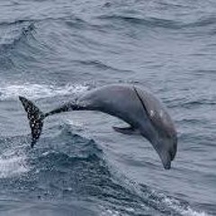 Dolphin Dive (snippet)