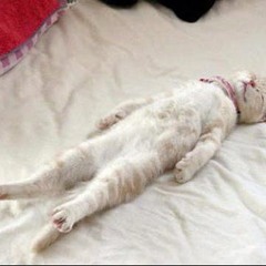 Dead Cats