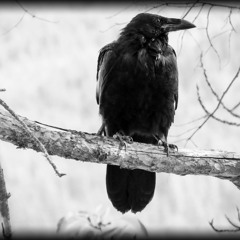 El Cuervo - Edgar Allan Poe