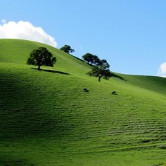 it was a green world (B3F0R3TH3R0B0T5)