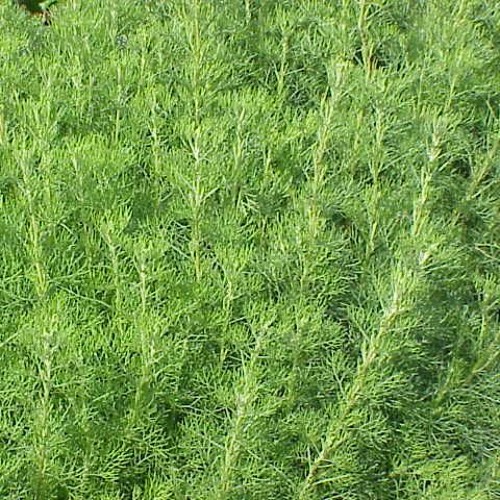 Artemysya Abrotanum