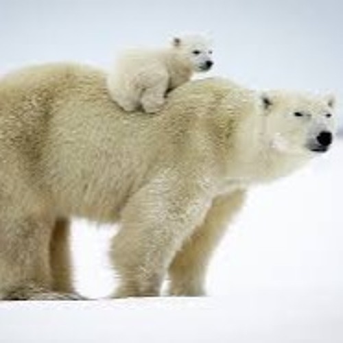 Polar Bear Mummy And Baby (Track 5 - Winter)
