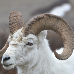 Heart Of The Country (Paul McCartney) (Tape)