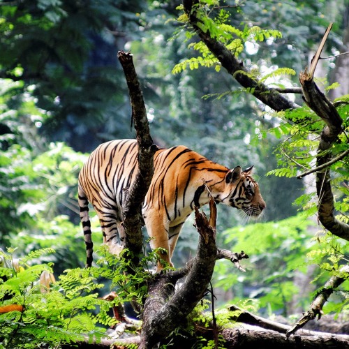 Daedae x Marcoo5k x Gamo -Jungle