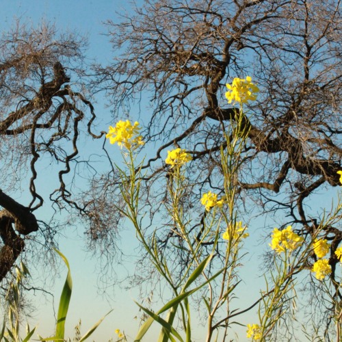 Melodic- You ever dance with the devil in the pale moonlight