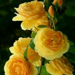 الفطن الوسيم - ساجوري