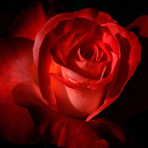 Fall In Love - DOEsn't K X Eazy D X Dr Wild