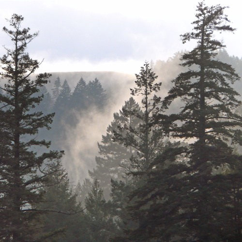 Ghost Pines
