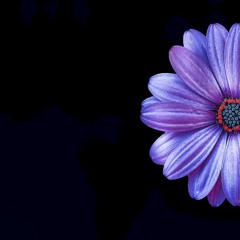 I Shoulda Bought You Flowers and Held Your Hand