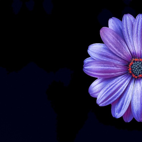 Stream I Shoulda Bought You Flowers and Held Your Hand by t h l í p s