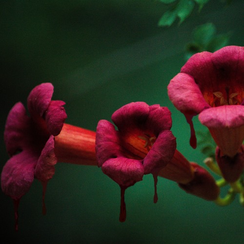 Her love (instrumental)