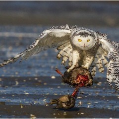 WHITE OWL