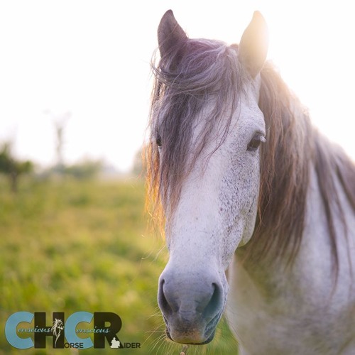 What is possible at Conscious Horse Conscious Rider
