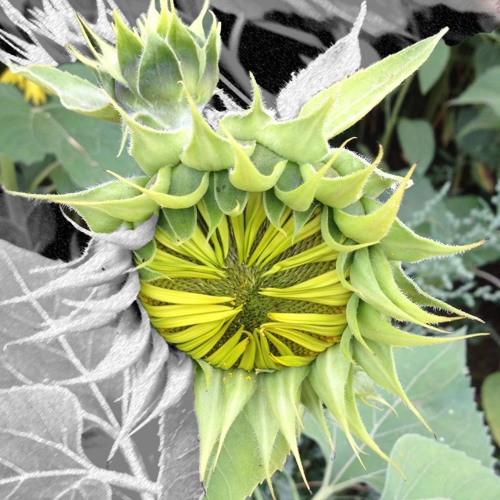 Stream Budbreak by Mr. Andrew's Garden Listen online for free on