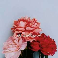 Roses - Shawn Mendes