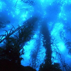 Bright Side Of The Moon