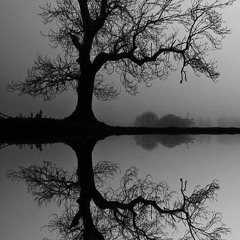 Forest Of Glass (Tori Amos - Instrumental Cover)