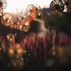 Be Here in the Morning // Townes Van Zandt