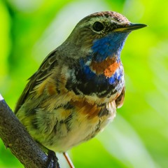 Bluethroat 6db 1500Hz