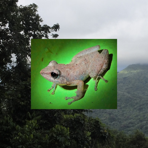 Stream Coqui Frogs — Tinkler Chorus by Lang Elliott Music of Nature Listen online for free