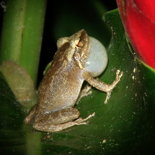 Stream Coqui Frogs — Classic Song by Lang Elliott Music of Nature Listen online for free on