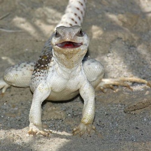 Tonsillectomy - Bruiser Å Felix Prod. OrangeKind