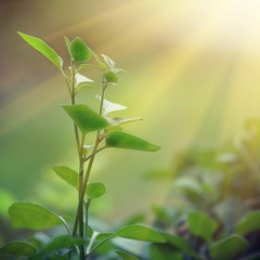 Meditation For Presence
