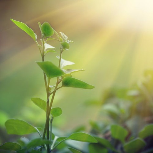 Meditation For Presence