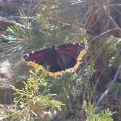 soulsnacher - lifesabitchandiloveher (LOST TRACK)