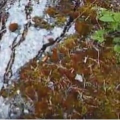 Selvstendighet & Ekspansjon pt. II