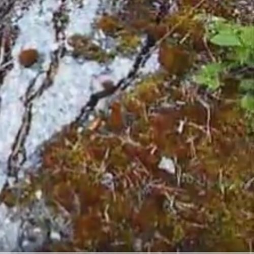 Selvstendighet & Ekspansjon pt. II