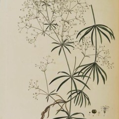 botanik dreams [Breakin Moves]