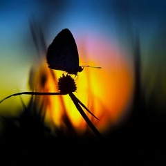 You Who Never Arrived