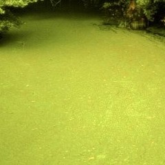 Warning About The Pond Cycle (19 - EDO)
