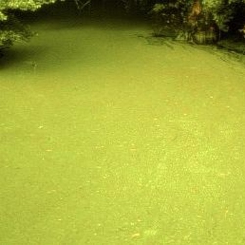 Warning About The Pond Cycle (19 - EDO)