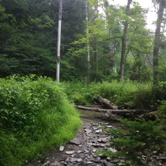 Gentle Brook with Distant Wood Thrush
