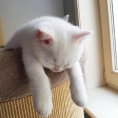 zzz